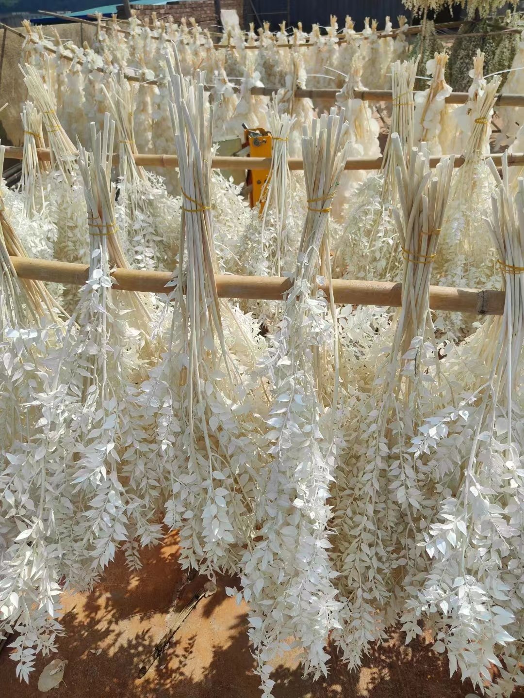 wholesale Preserved rucus natural flower dried foliage decorative floral design new year home flowers dried ruscus leaves