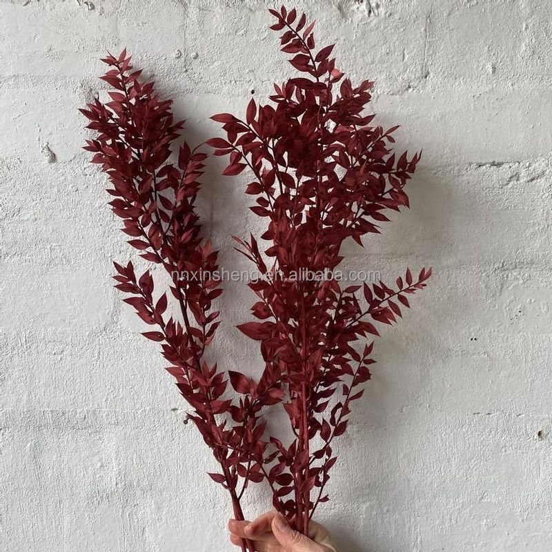 wholesale Preserved rucus natural flower dried foliage decorative floral design new year home flowers dried ruscus leaves