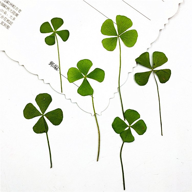 Clover True Leaves Dried Leaf Lucy Clover Encapsulated Hot Sale Premium Quality Competitive Price