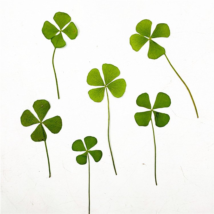 Clover True Leaves Dried Leaf Lucy Clover Encapsulated Hot Sale Premium Quality Competitive Price