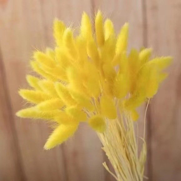 Decorative Flowers Material Dried Flowers Rabbit Tail Grass Bouquets Opp Bag Christmas Long Lasting 30 bunch Rabbit Tail grass
