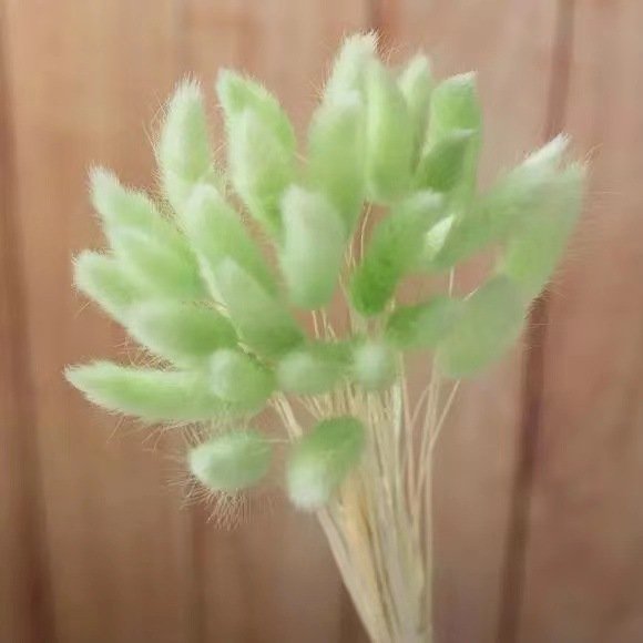 Decorative Flowers Material Dried Flowers Rabbit Tail Grass Bouquets Opp Bag Christmas Long Lasting 30 bunch Rabbit Tail grass
