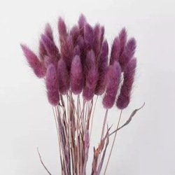 Amaranth