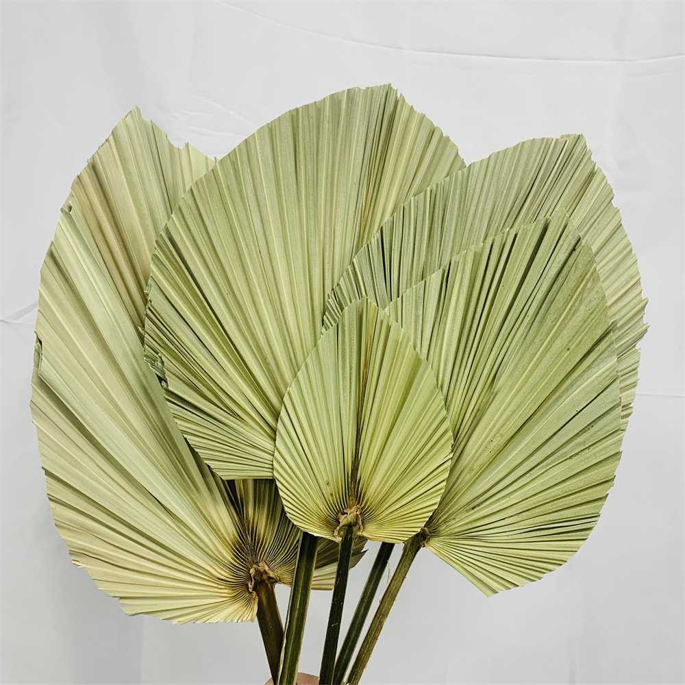 Dried Flowers Dandelion Leaves Large Dandelion Palm Leaves Plants Dried Flowers Dandelion Leaves for Wedding Styling