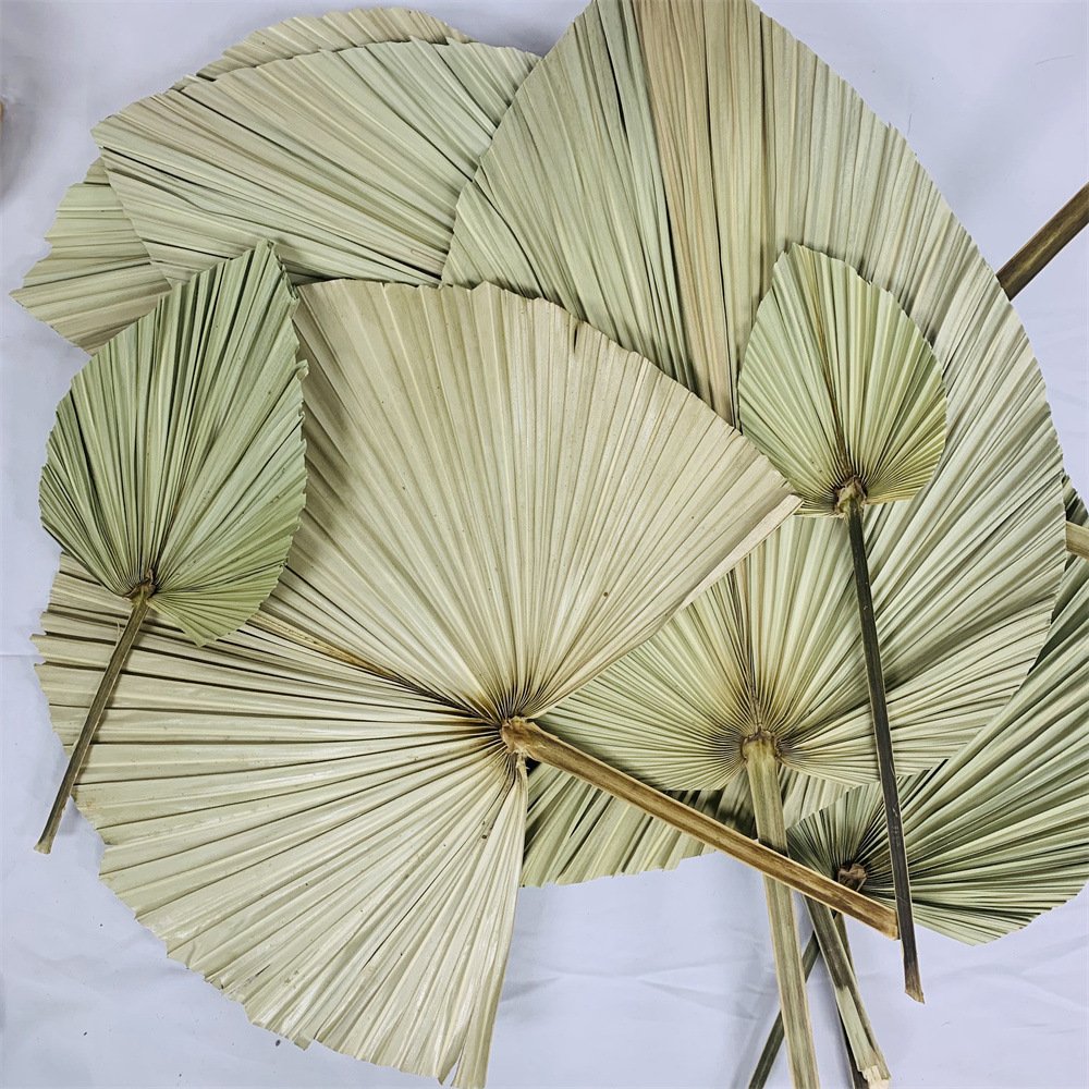 Dried Flowers Dandelion Leaves Large Dandelion Palm Leaves Plants Dried Flowers Dandelion Leaves for Wedding Styling