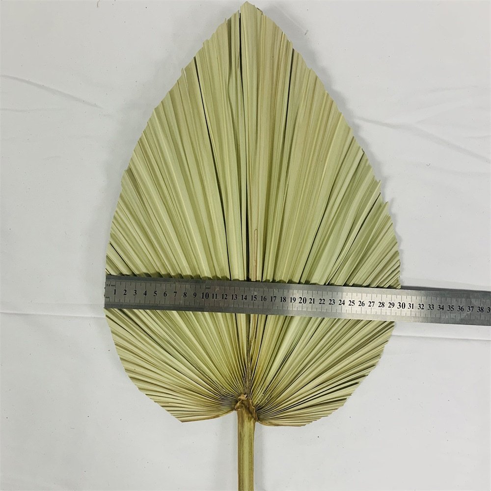 Dried Flowers Dandelion Leaves Large Dandelion Palm Leaves Plants Dried Flowers Dandelion Leaves for Wedding Styling