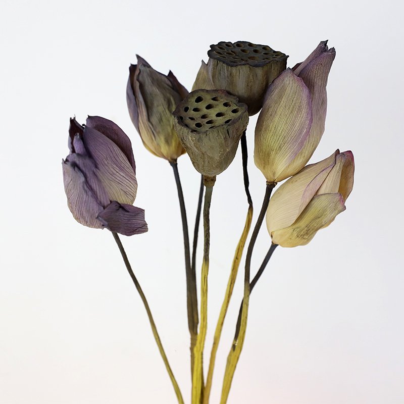 SumFlora China factory outlet wholesale natural long lasting dry flowers dried lotus for decoration
