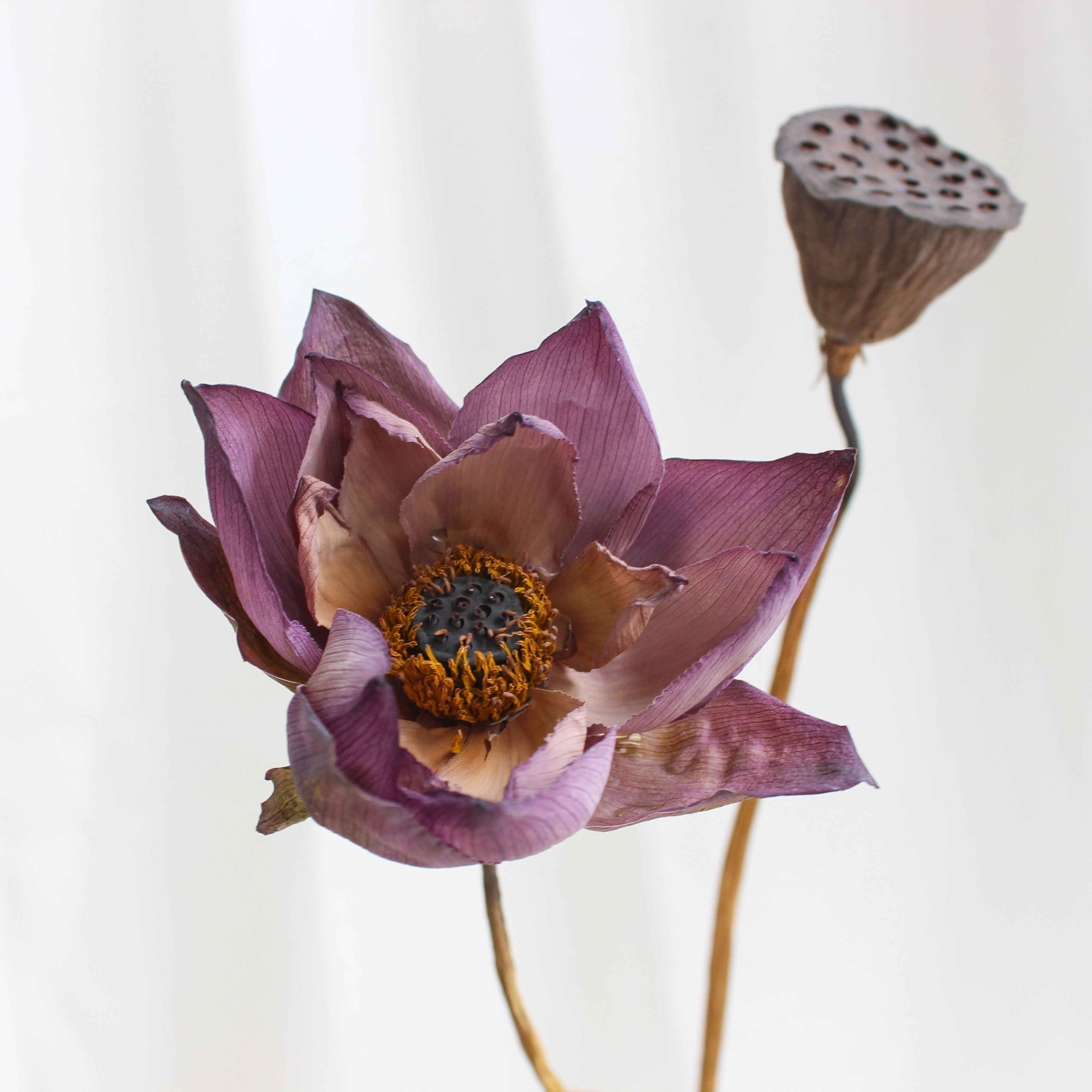 SumFlora China factory outlet wholesale natural long lasting dry flowers dried lotus for decoration