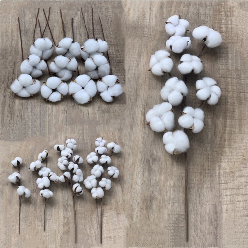 A-264 Dried Flowers 10 Heads Cotton Preserved Cotton Dried Cotton Stems Natural Flowers