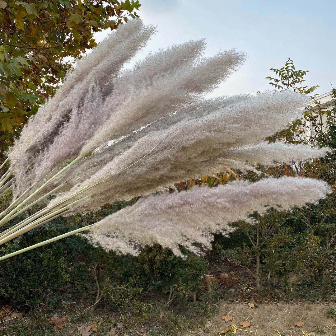 Natural pampas grass dried flower bouquet big fluffy Nordic floor decoration wedding scene layout large spike pampas grass