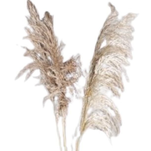 High Quality Wholesale Natural Bamboo Feather for Crafts, DIY, Events Decor & Other Dried Flower & Grass Decor