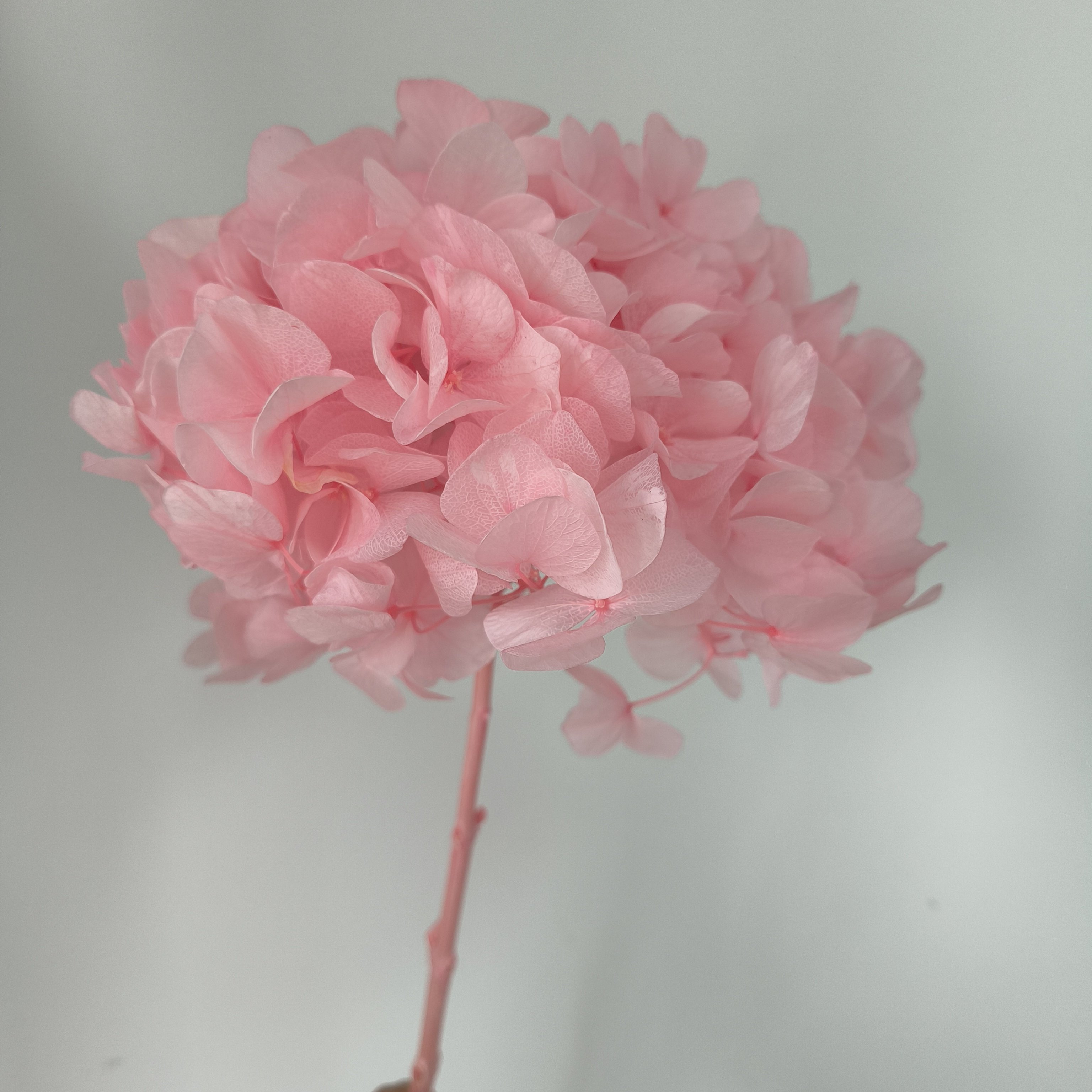 high quality big hydrangeas large leaf dried baby pink purple white green large blue hydrangea flowers preserved hydrangea