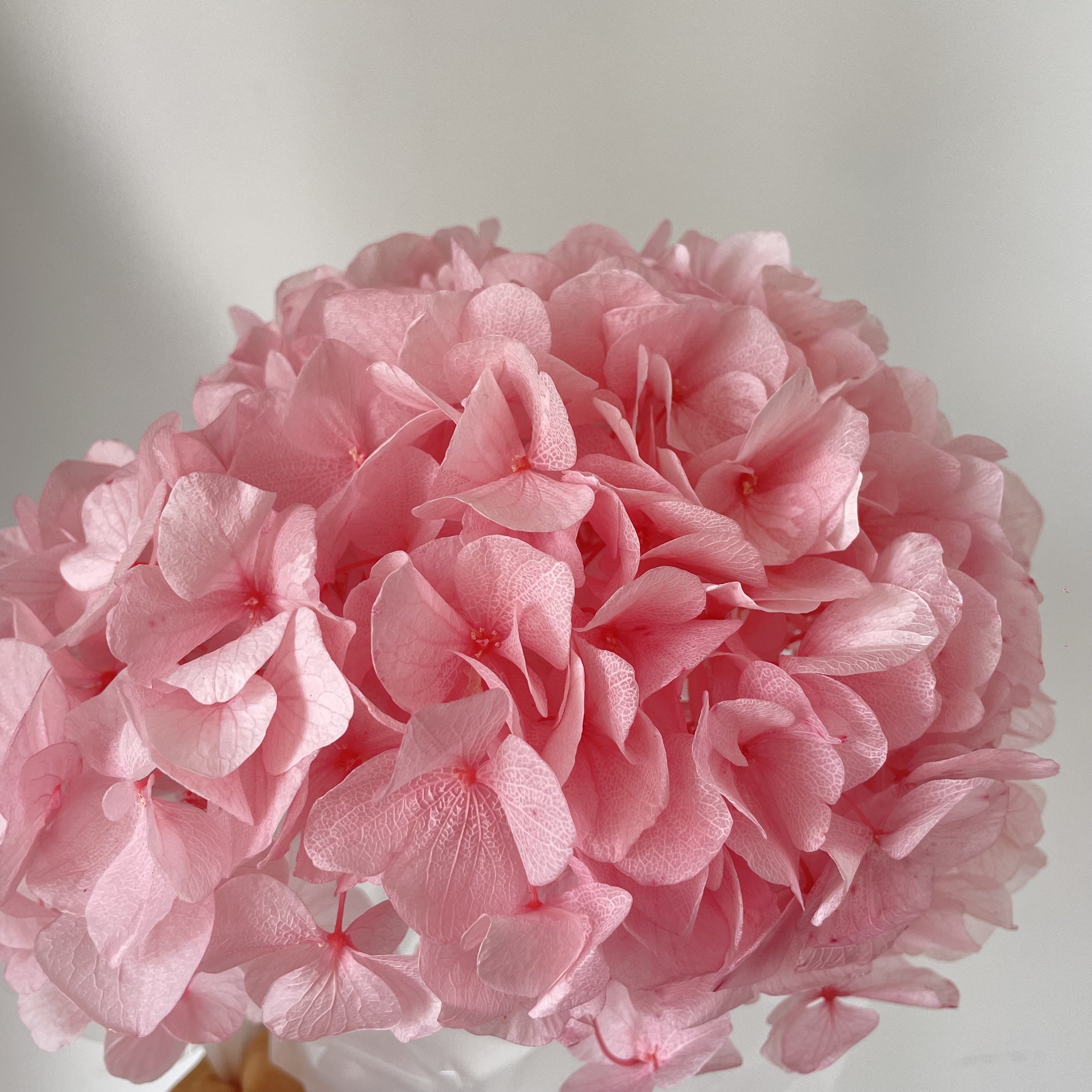 high quality big hydrangeas large leaf dried baby pink purple white green large blue hydrangea flowers preserved hydrangea