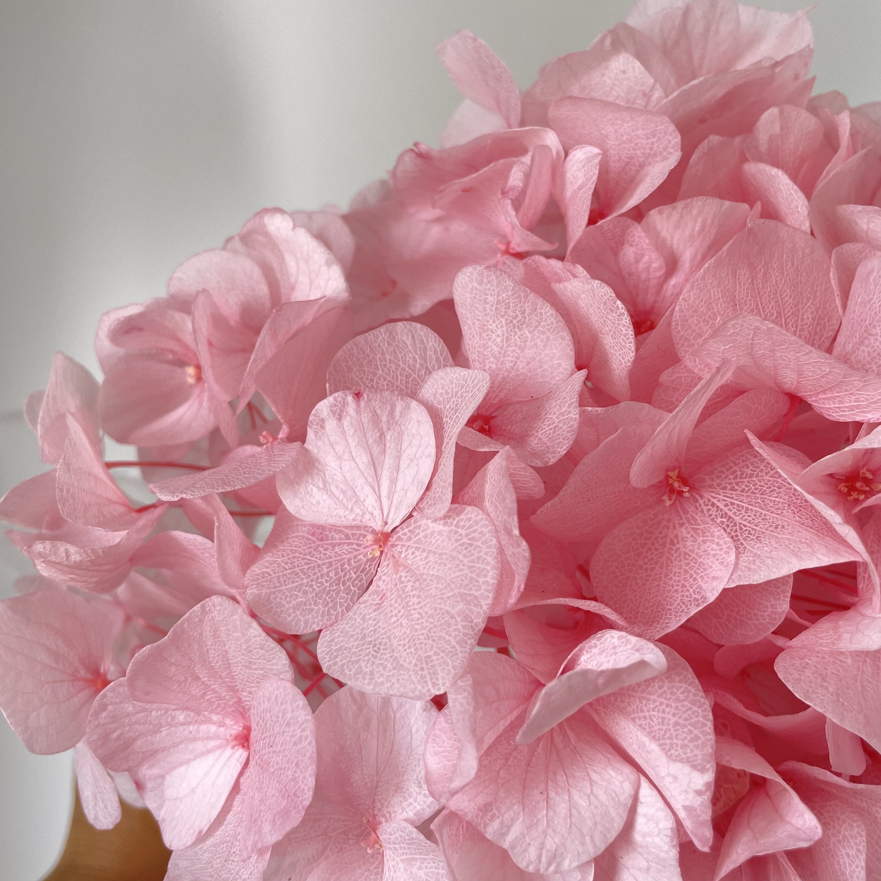 high quality big hydrangeas large leaf dried baby pink purple white green large blue hydrangea flowers preserved hydrangea