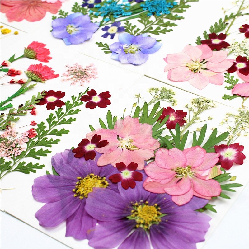 DIY Dry Flower Materials Bag Manicure Phone Case Decoration Real Natural Dried Pressed Flowers for Resin