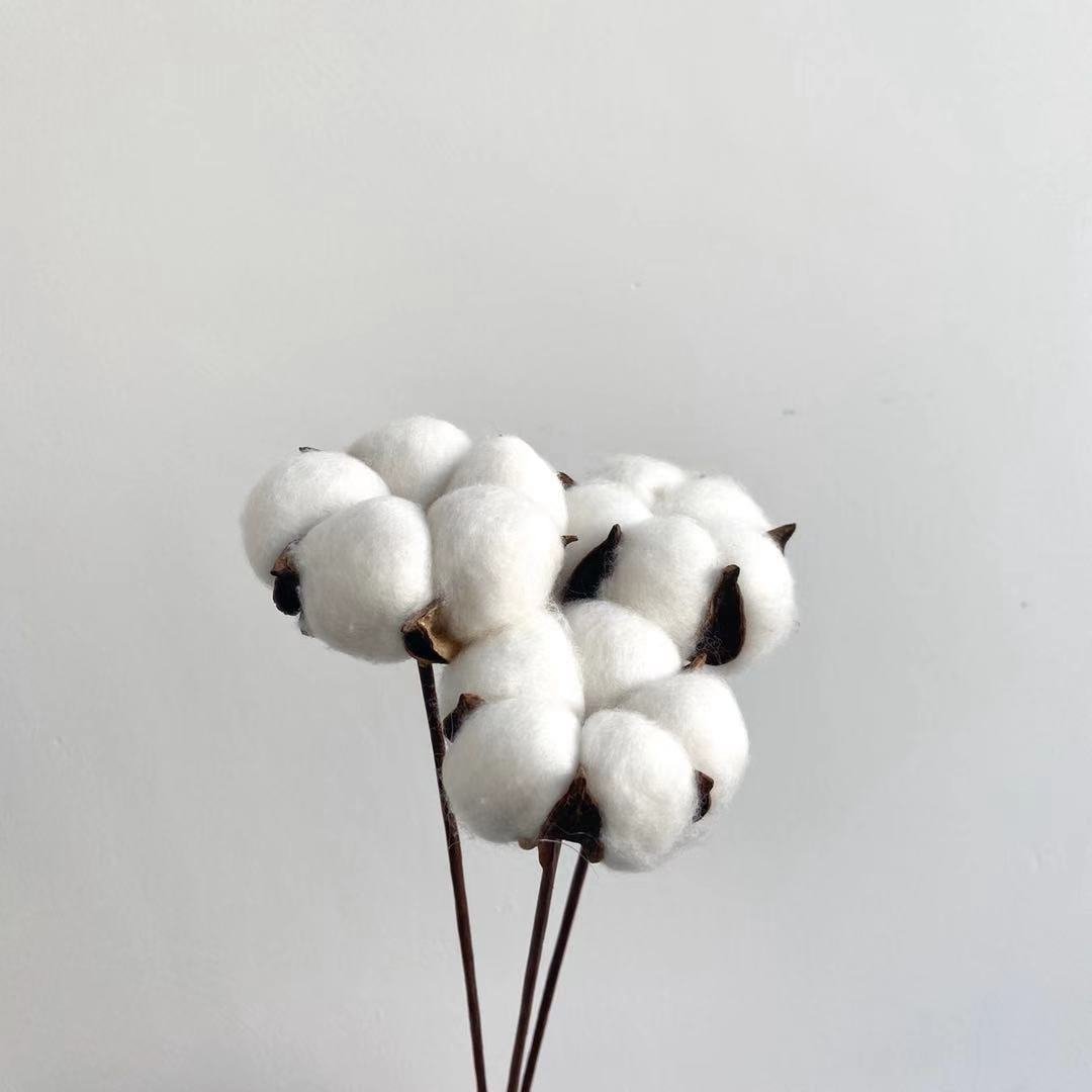 Factory Bulk Sale Christmas Decoration Flower Dried Cotton Flower for Flower Arrangement