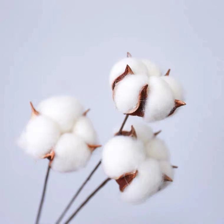 Factory Bulk Sale Christmas Decoration Flower Dried Cotton Flower for Flower Arrangement