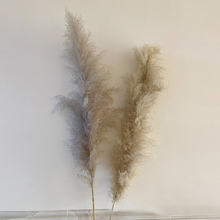 Wholesale Wedding Supplies Decoration Dried Flower Grey Pampas Grass Dried Flower