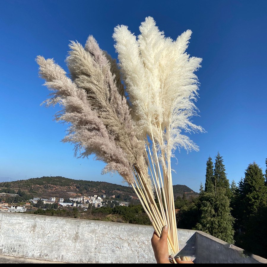 Wholesale Wedding Supplies Decoration Dried Flower Grey Pampas Grass Dried Flower