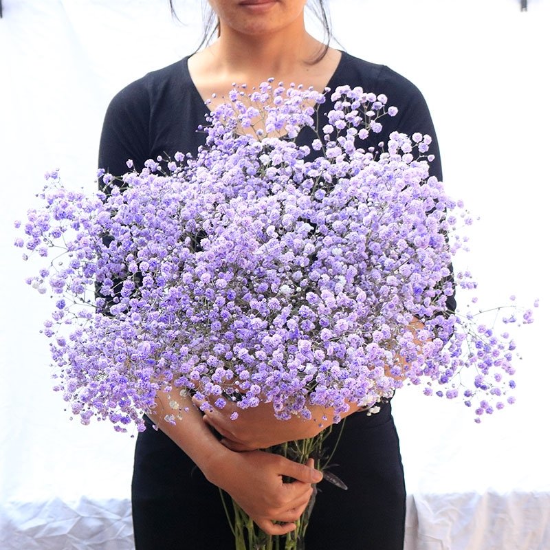 AX32 cheap wholesale dry candles natural dried flowers for resin baby breath Home/Festival /Party Decoration