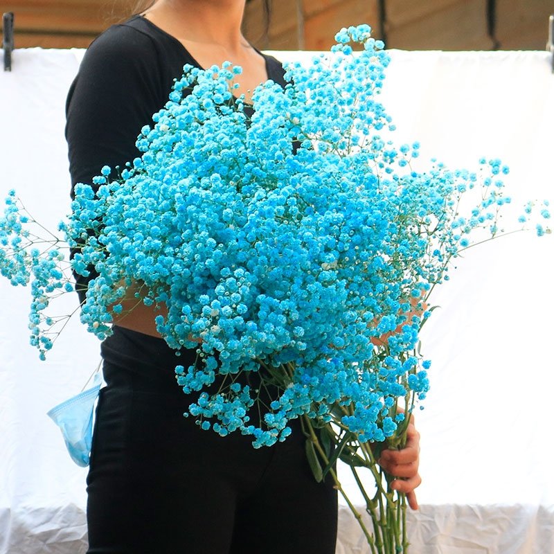 AX32 cheap wholesale dry candles natural dried flowers for resin baby breath Home/Festival /Party Decoration