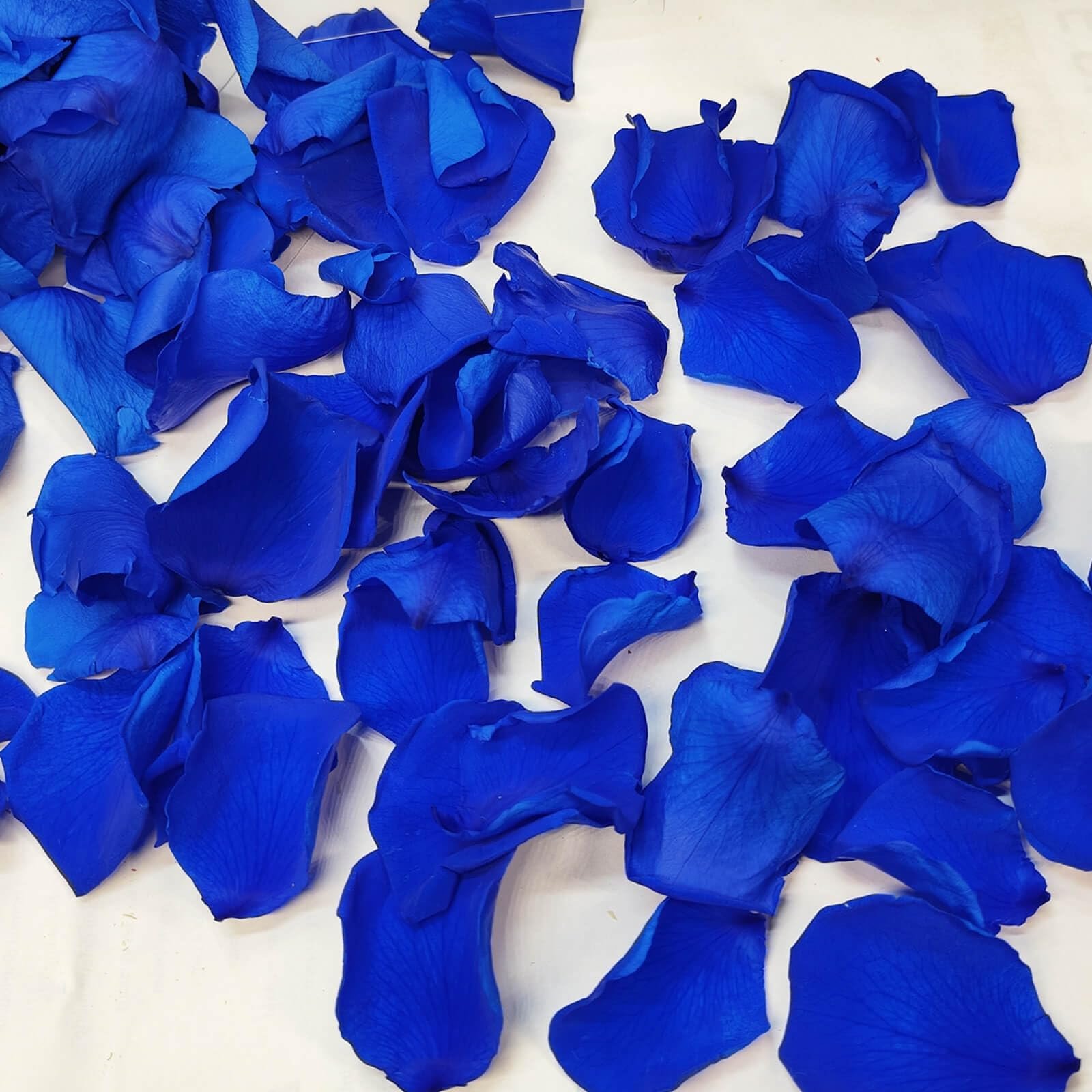 100% Real Blue Rose Petals Preserved Red Petals Proposal Decoration Wedding Confetti Flower Girl Party Valentine's Day Gift