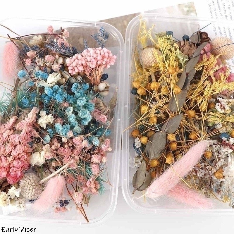 Early Riser Plant Flowers - Dried Flower Materials for DIY Aromatherapy Candles and Floating Decorations Natural Handmade