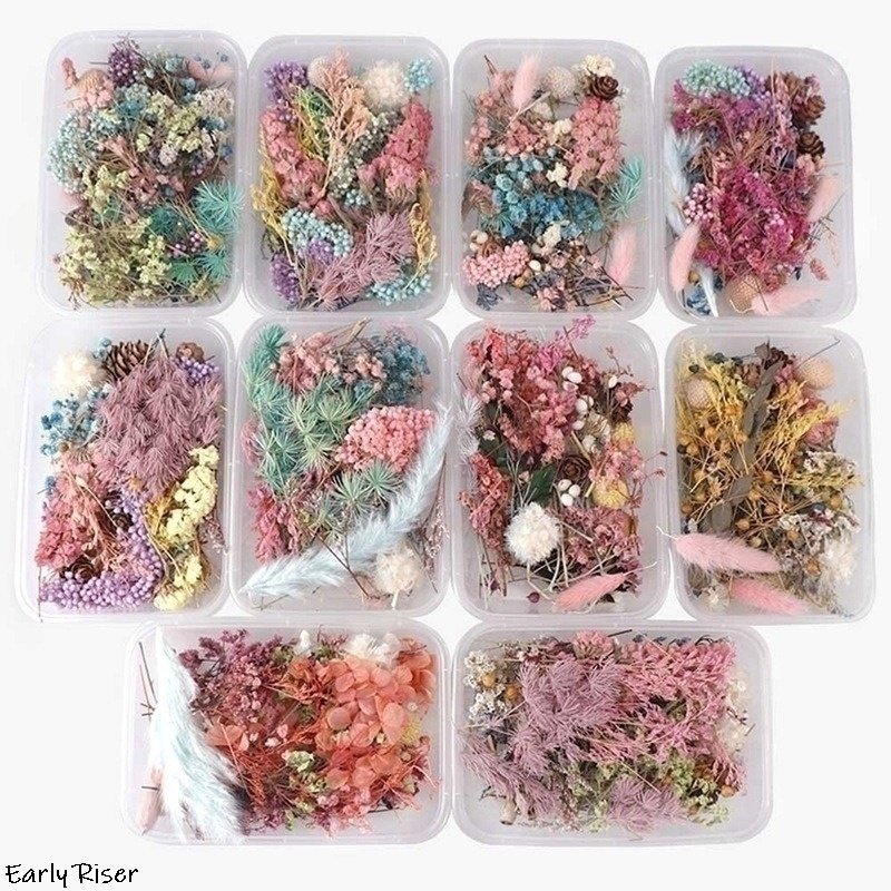 Early Riser Plant Flowers - Dried Flower Materials for DIY Aromatherapy Candles and Floating Decorations Natural Handmade