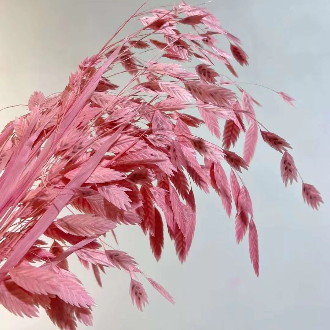 Natural Decorative Dried Flowers Bouquets Grass Floral Northern Sea Oats Preserved Chasmanthium Latifolium