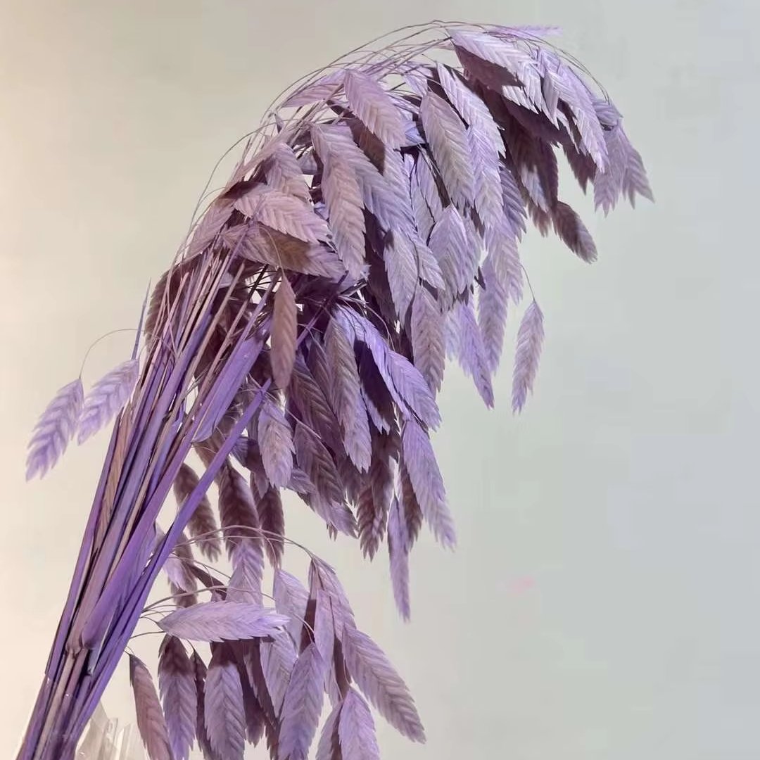 Natural Decorative Dried Flowers Bouquets Grass Floral Northern Sea Oats Preserved Chasmanthium Latifolium