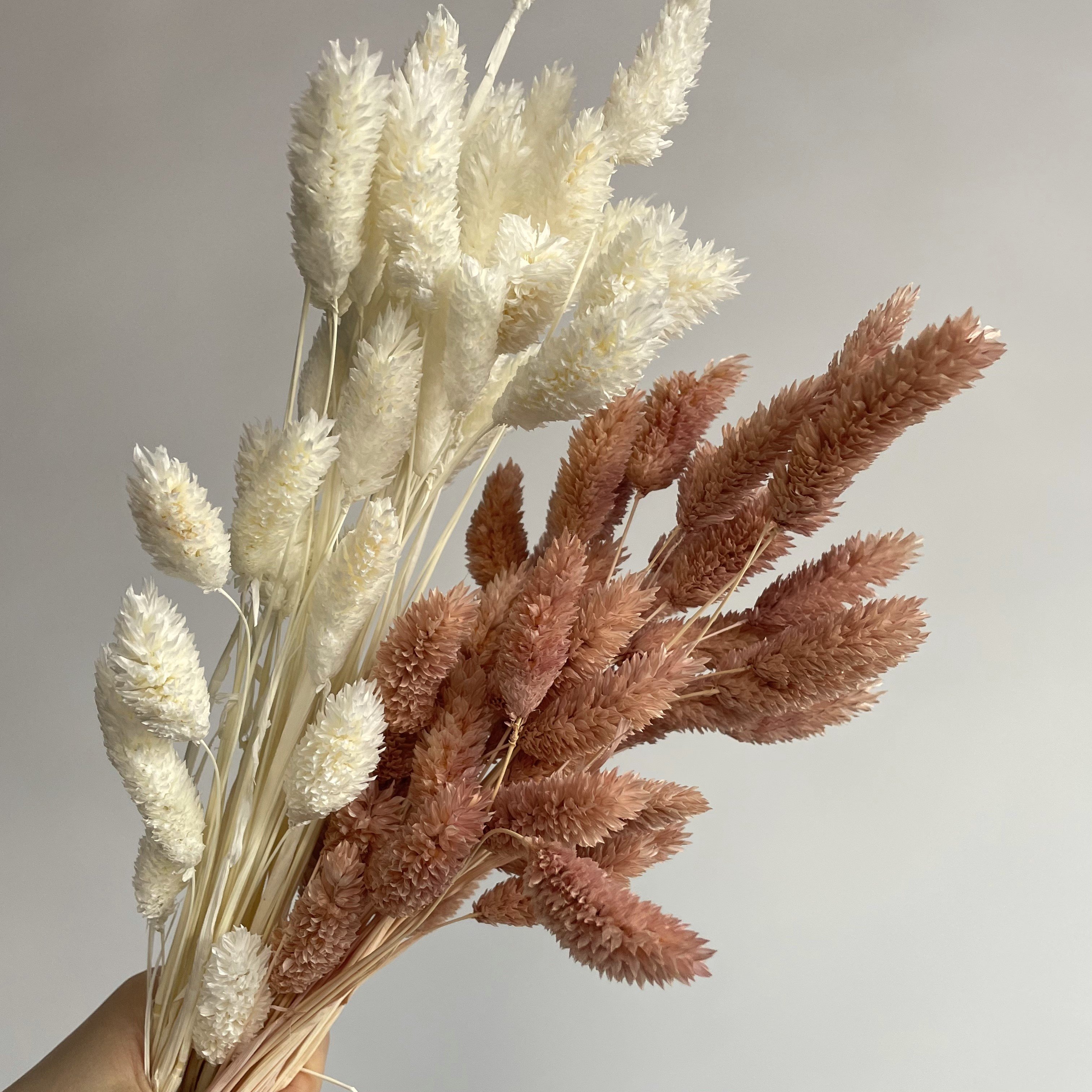 Dried Phalaris Burnt oak Phalaris grass, Dried Flowers, Wedding flowers, Home decor