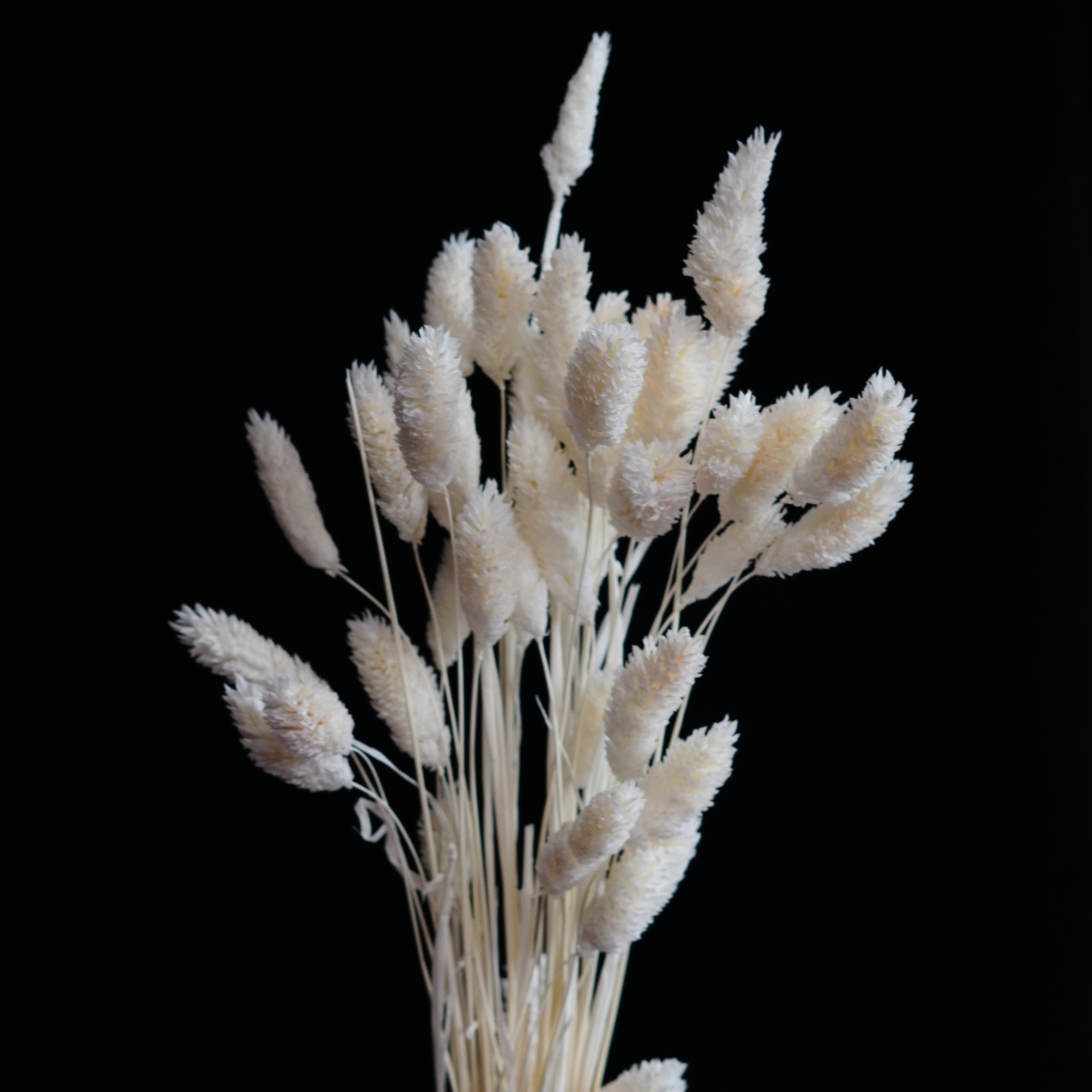 Dried Phalaris Burnt oak Phalaris grass, Dried Flowers, Wedding flowers, Home decor