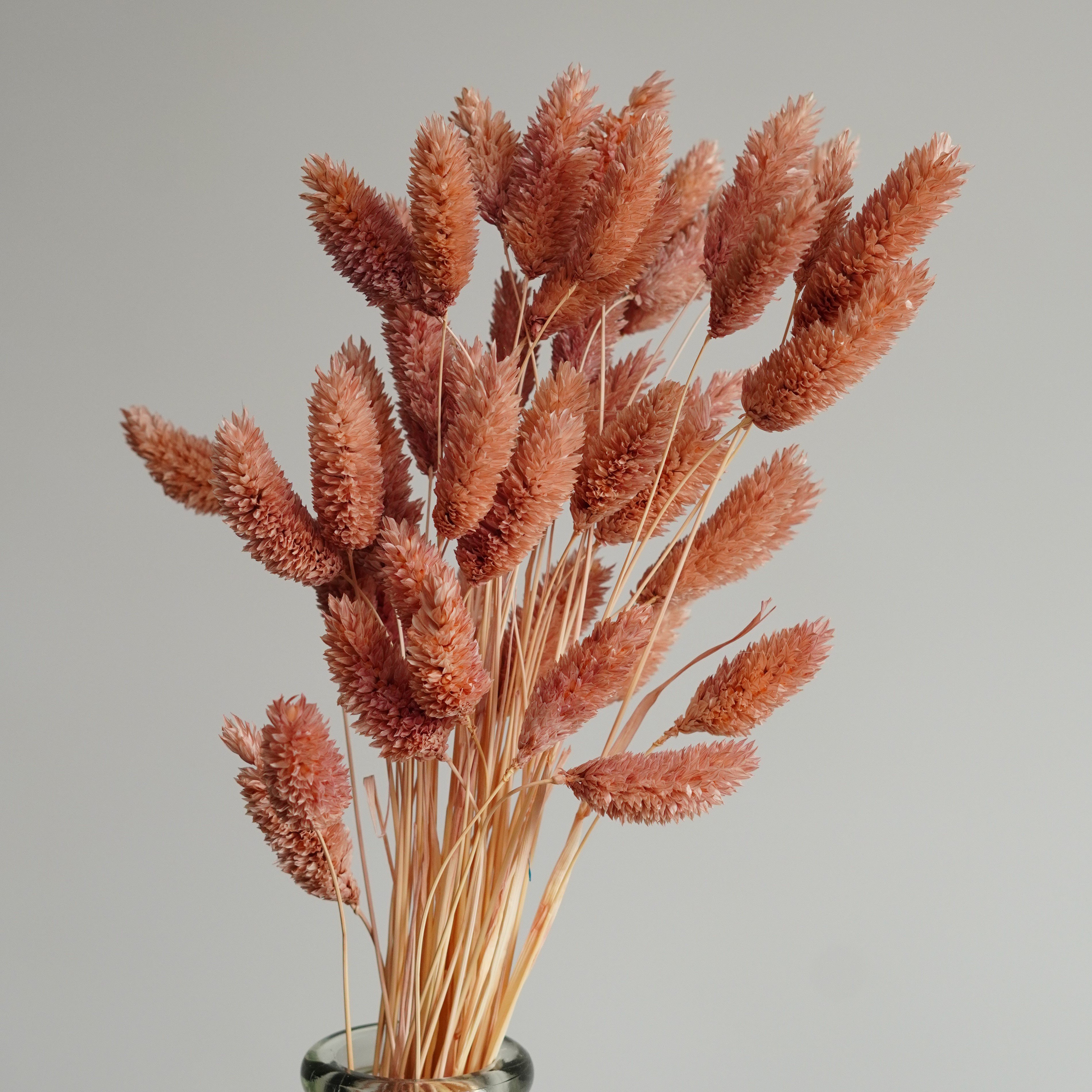 Dried Phalaris Burnt oak Phalaris grass, Dried Flowers, Wedding flowers, Home decor
