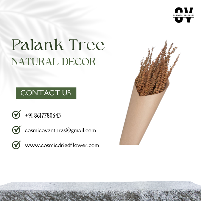 Natural Dried Palank Tree Interior Decorative Grass For Wedding Decoration Dried Flowers