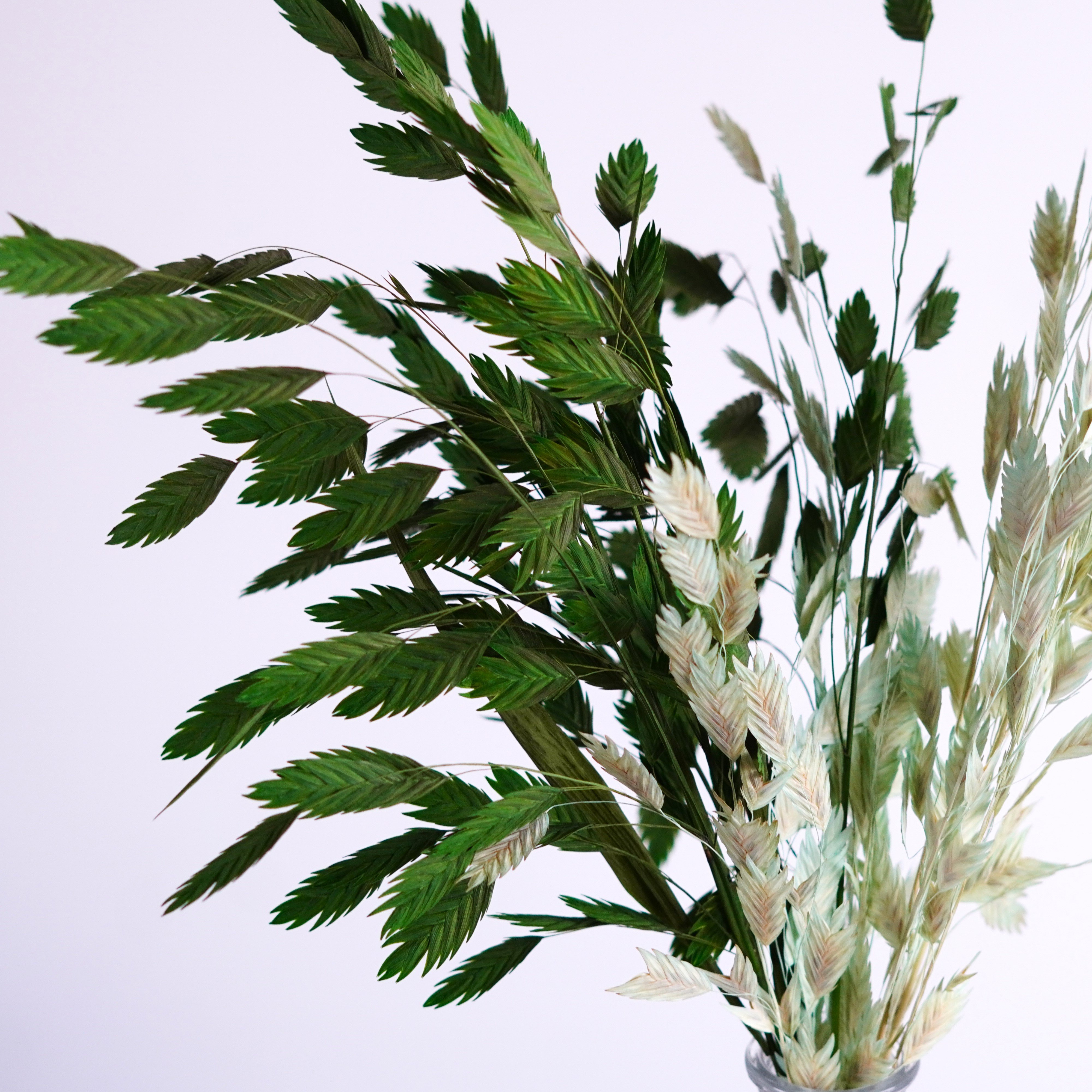 Dried Oat Grass,Dried Chasmanthium Latifolium, Dried flowers bouquet,Preserved Pompon Bazar Garnet Flat Ears