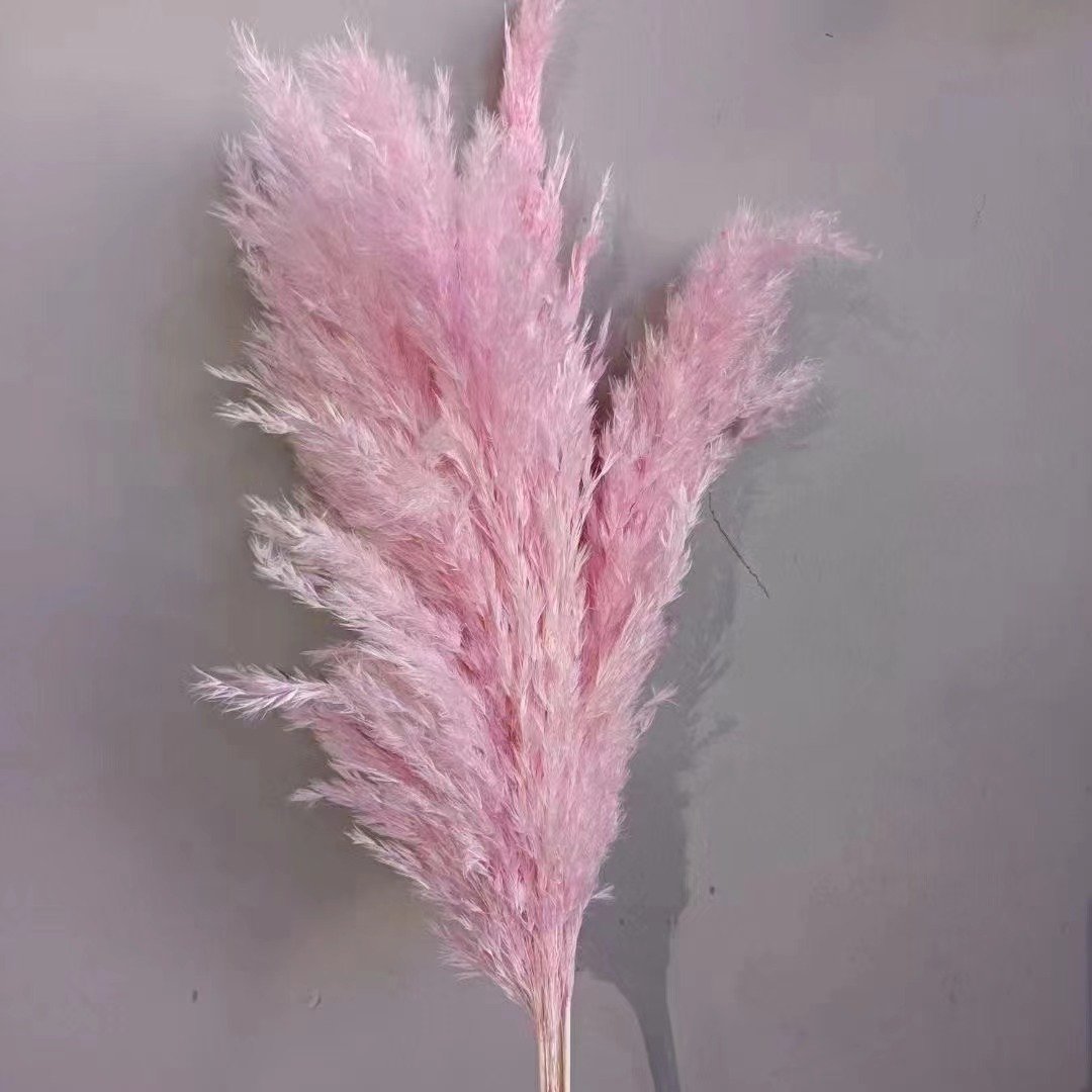 AX-9 Wholesale Natural Fluffy Small Dried Pampas Grass Colorful Dry Dog Tail Grass for Wedding and Christmas Decor