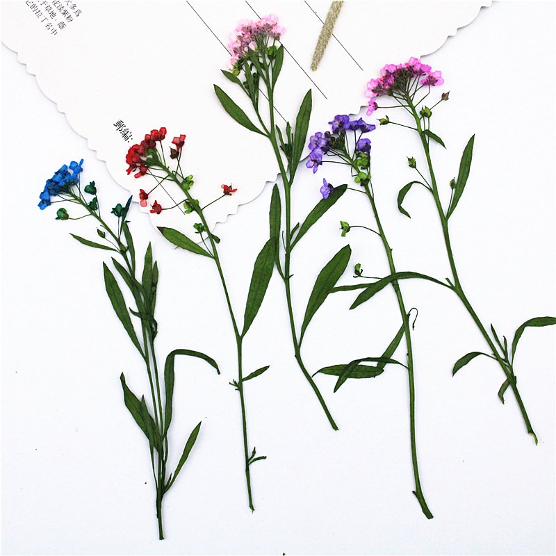 Branched Dye Color Sweet Alyssum With Spray For Diy Handmade Dried Flower
