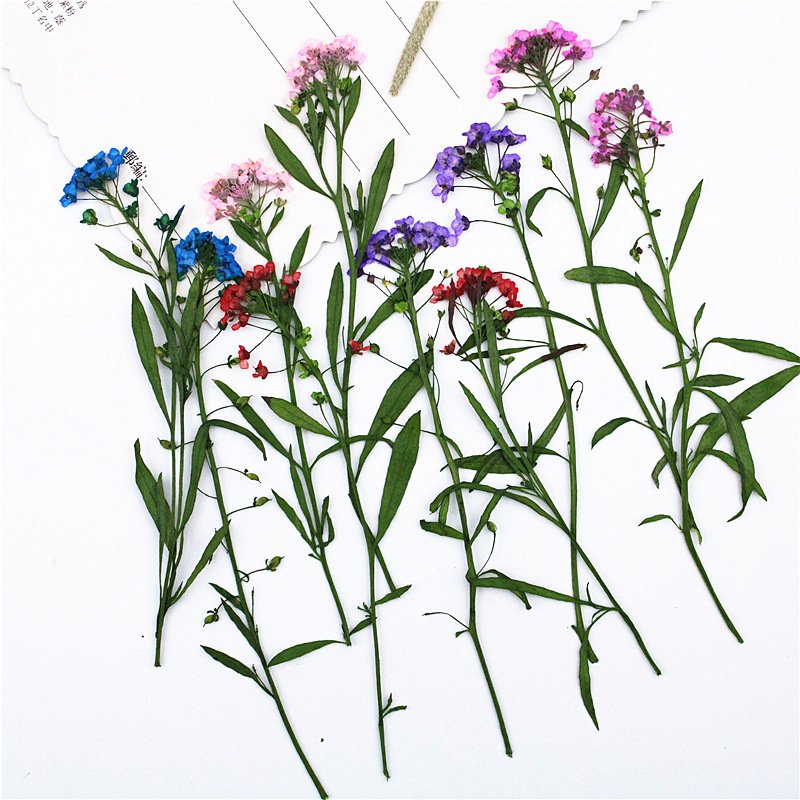 Branched Dye Color Sweet Alyssum With Spray For Diy Handmade Dried Flower