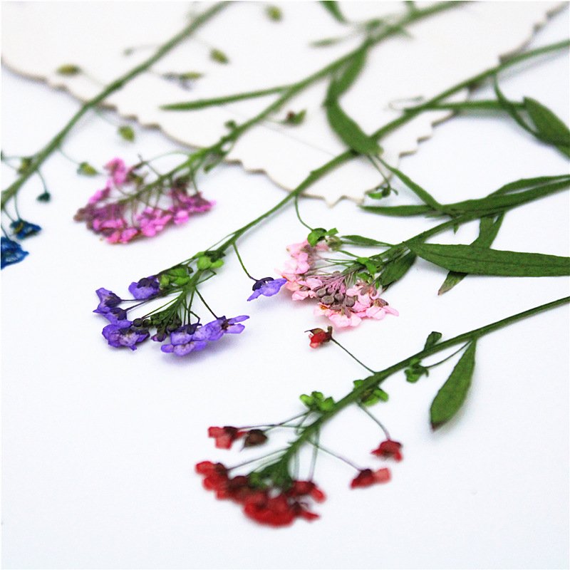 Branched Dye Color Sweet Alyssum With Spray For Diy Handmade Dried Flower