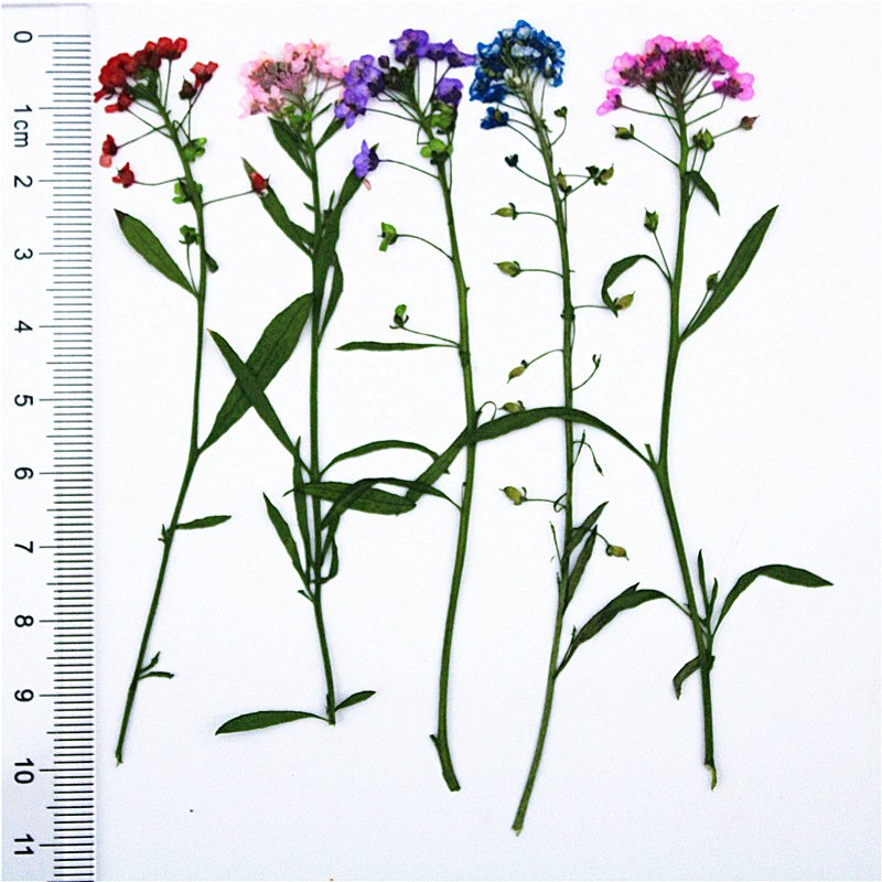 Branched Dye Color Sweet Alyssum With Spray For Diy Handmade Dried Flower