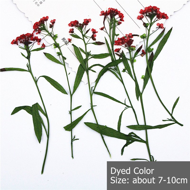 Branched Dye Color Sweet Alyssum With Spray For Diy Handmade Dried Flower