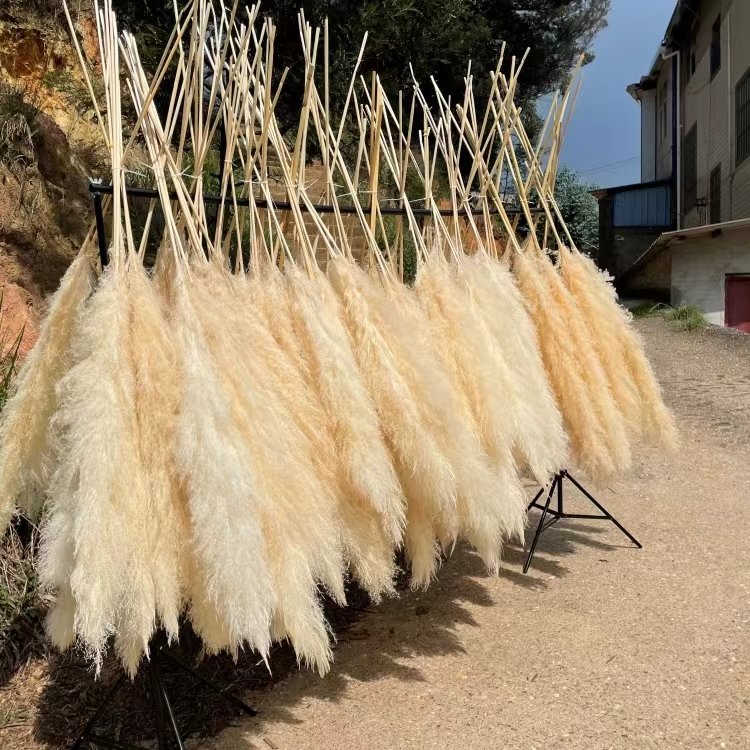A-1 2024 new arrivals natural decorative flowers dried flower fluffy large pampas pampa grass