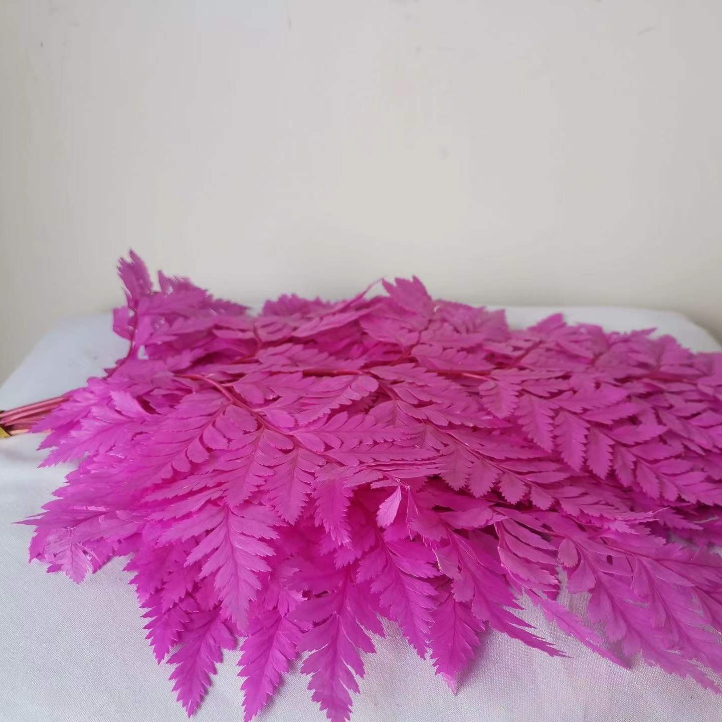Ins hot selling decoration dried flowers good quality dried small fern for flowers decoration
