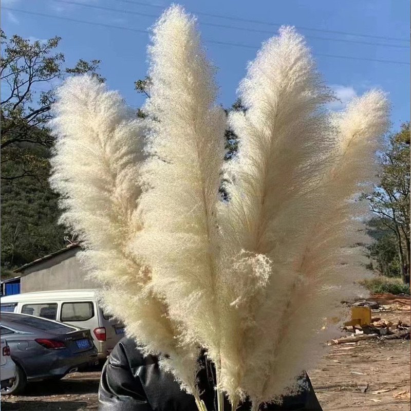 Hot selling Wholesale White Natural Real Dried Pampas Grass Dried Flower Plants for home Wedding Decoration