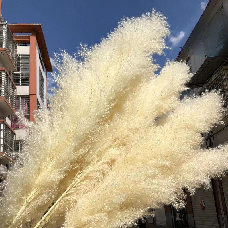 Hot selling Wholesale White Natural Real Dried Pampas Grass Dried Flower Plants for home Wedding Decoration