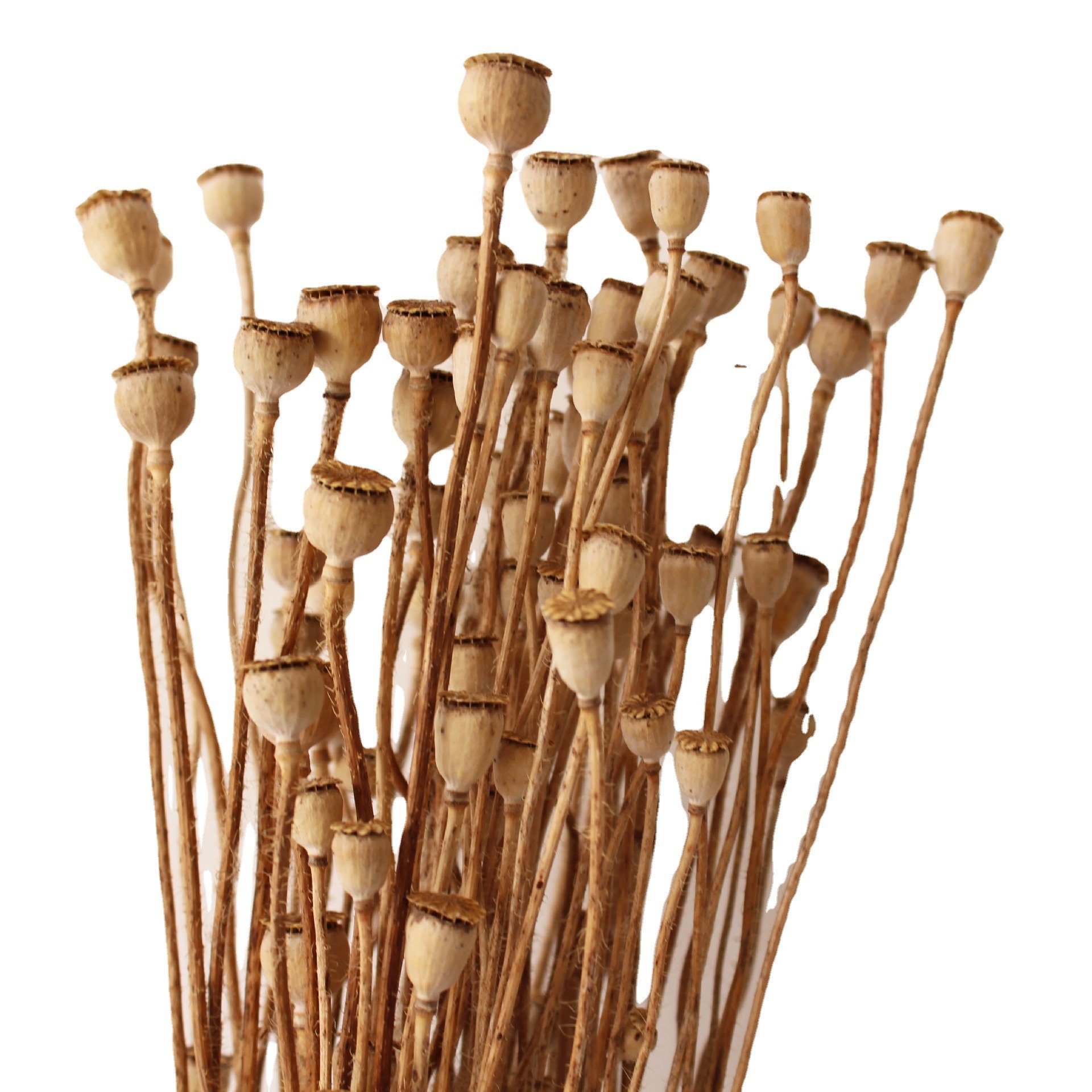 Widely Used Superior Quality Natural Dried Flowers Mini Dried Flowers