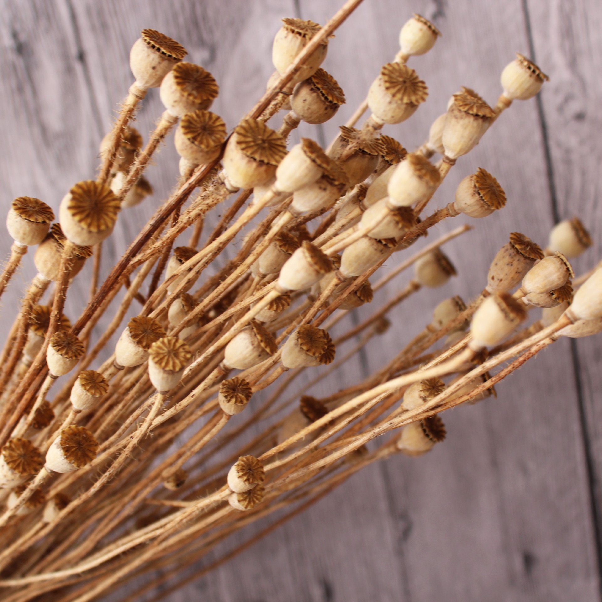 Widely Used Superior Quality Natural Dried Flowers Mini Dried Flowers
