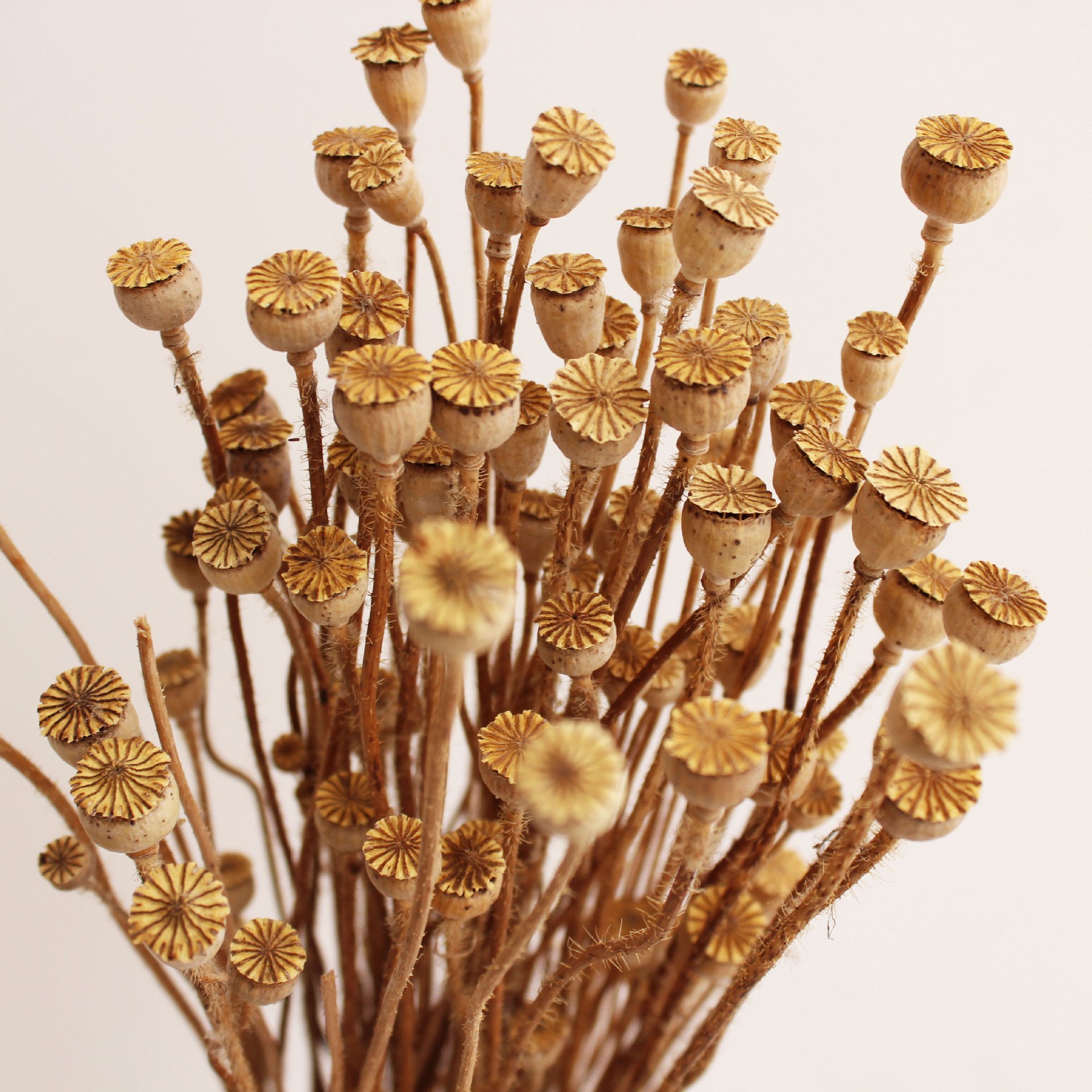 Widely Used Superior Quality Natural Dried Flowers Mini Dried Flowers
