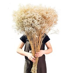 wheat