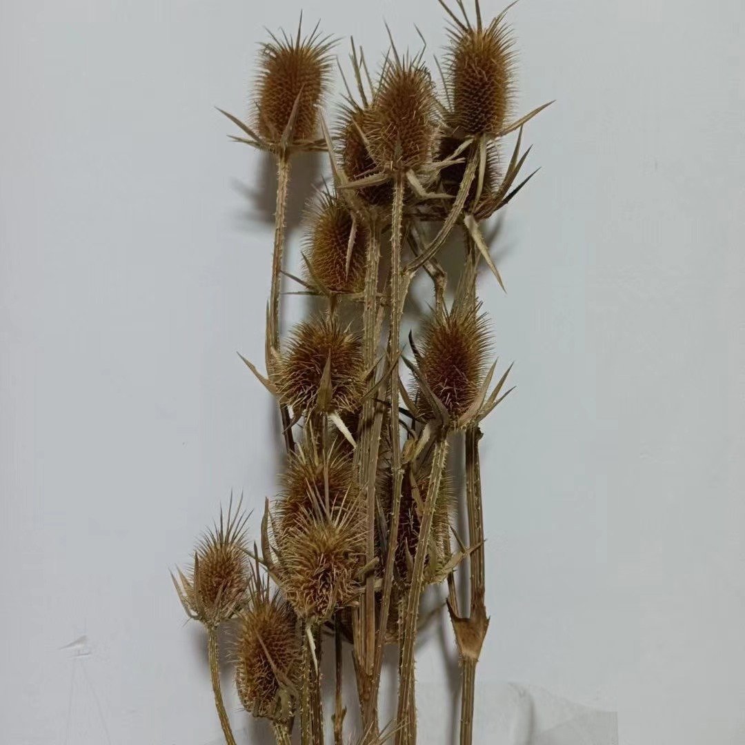 DIY dried flower natural bleached dried thistle wedding bouquet white thistle home florist decor